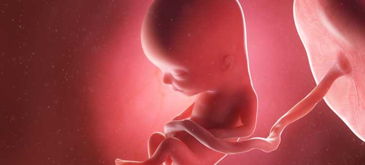 Grafika przedstawiająca płód w 13. tygodniu ciąży