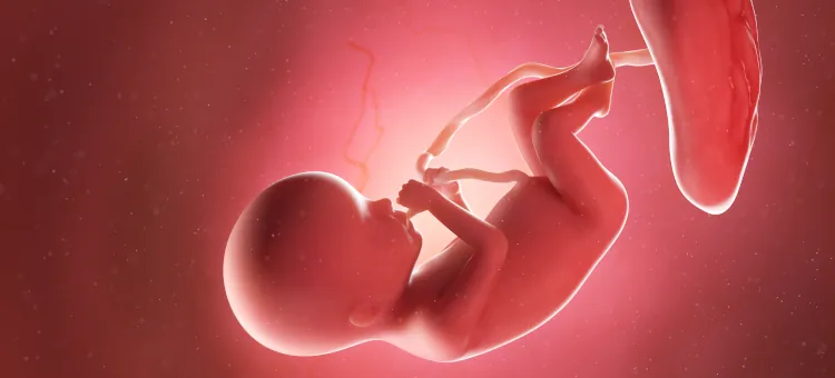 Grafika 3D, przedstawiająca płód w 20. tygodniu