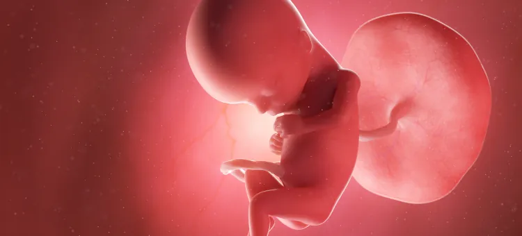 Ilustracja medyczna płodu w 15 tygodniu ciąży, obraz w 3D