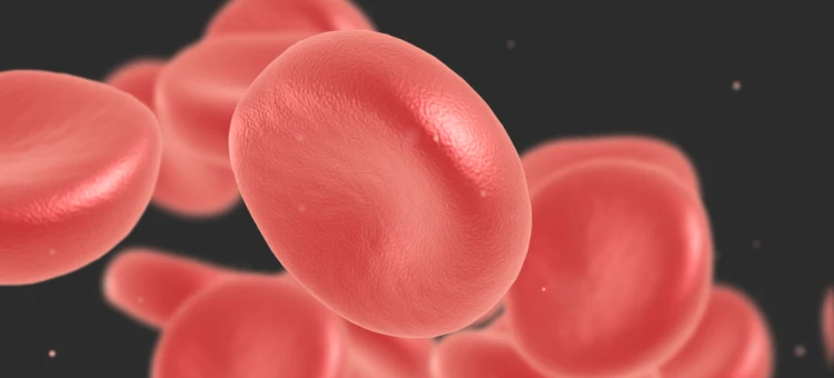 Krwinki czerwone rendering 3D