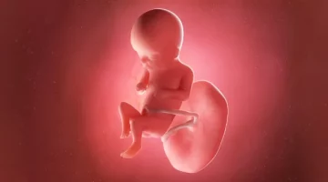 Grafika płodu w 16. tygodniu ciąży