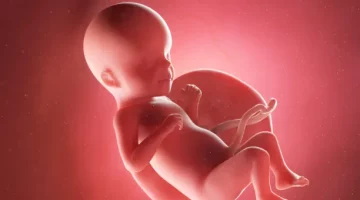 Rozwijający się płód w 26. tygodniu w łonie matki