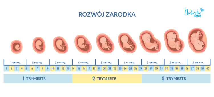 Rozwój zarodka w ciąży