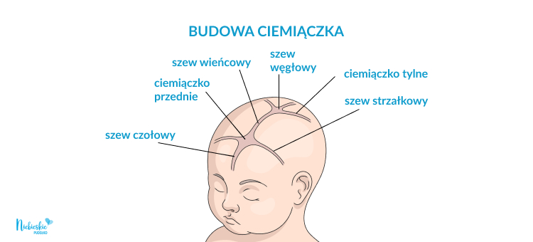 Infografika przedstawiająca budowę ciemiączka