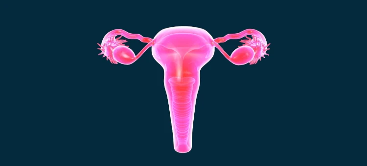 Obraz żeńskiego układu rozrodczego 3D