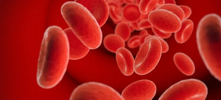 Czerwone krwinki w przepływie, grafika 3D