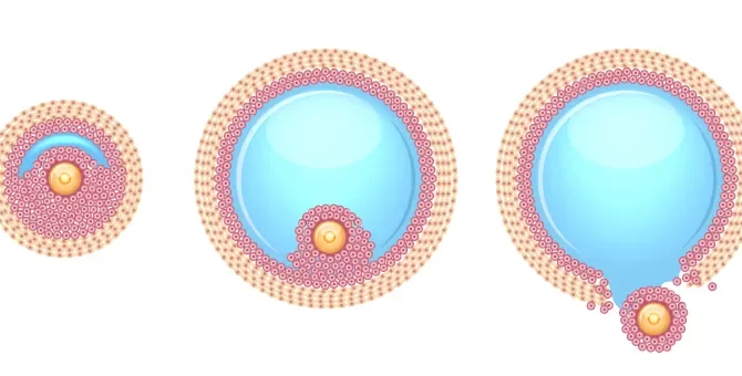 Ilustracja schematyczna niektórych etapów owulacji, podczas którego komórka jajowa jest uwalniana po pęknięciu pęcherzyka Graafa o okrągłym kształcie