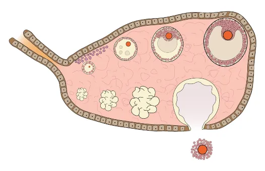 Wnętrze ludzkiego jajnika, rysunek pokazujący rozwój pęcherzyków, owulację oraz ciałko żółte