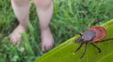 Kleszcz zagrażający nogom malucha przeniesieniem boreliozy siedzi na zielonym liściu