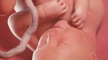 Nienarodzone dziecko spoczywające w przytulnym zaciszu łona matki, widoczna pępowina