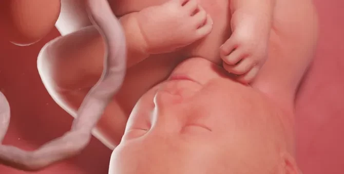 Nienarodzone dziecko spoczywające w przytulnym zaciszu łona matki, widoczna pępowina