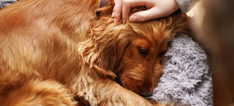 Małe dzieci i zwierzęta a gwiazda betlejemska (poinsecja) Czuła dłoń delikatnie głaszcze złotego czworonoga na miękkim posłaniu