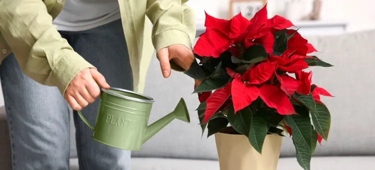 Czy gwiazda betlejemska jest toksyczna? Najczęściej zadawane pytania Pielęgnacja intensywnie czerwonej gwiazdy betlejemskiej przez jej podlewanie za pomocą zielonej konewki