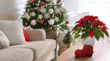 Świąteczna atmosfera wypełnia przytulne pomieszczenie z choinką i czerwoną gwiazdą betlejemską