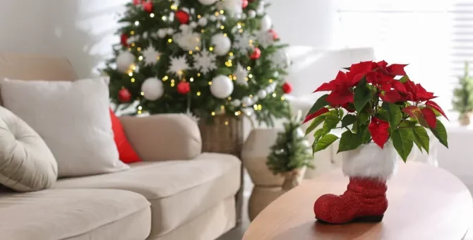 Świąteczna atmosfera wypełnia przytulne pomieszczenie z choinką i czerwoną gwiazdą betlejemską
