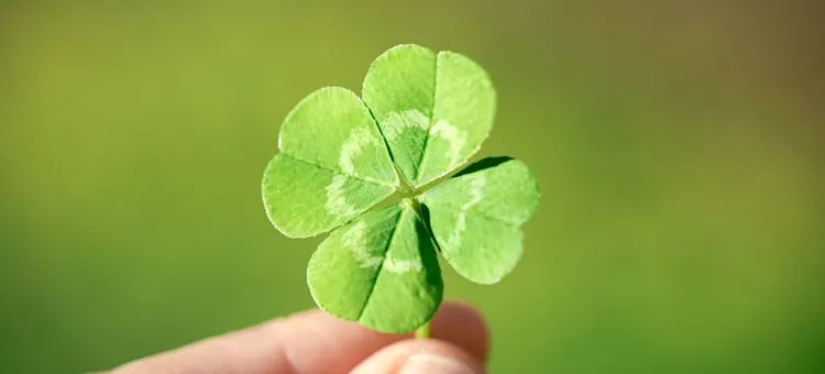 Zielona czterolistna koniczyna, symbolizująca pomyślność, delikatnie ujmowana w dłoni na rozmytym zielonym tle