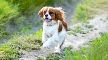 Radosny Cavalier King Charles spaniel pędzi po jasnej piaszczystej ścieżce otoczonej zieloną trawą