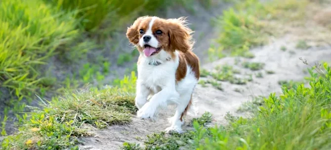 Radosny Cavalier King Charles spaniel pędzi po jasnej piaszczystej ścieżce otoczonej zieloną trawą
