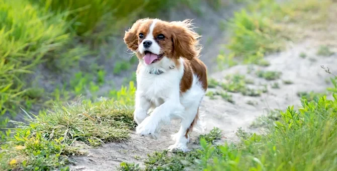 Radosny Cavalier King Charles spaniel pędzi po jasnej piaszczystej ścieżce otoczonej zieloną trawą