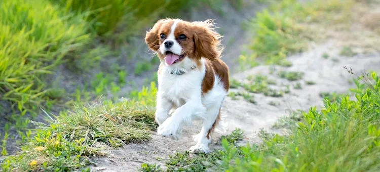 Radosny Cavalier King Charles spaniel pędzi po jasnej piaszczystej ścieżce otoczonej zieloną trawą